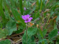 Erodium malacoides 18, Saxifraga-Ed Stikvoort