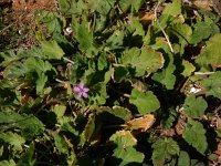 Erodium malacoides 21, Saxifraga-Peter Meininger