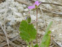 Erodium malacoides 22, Saxifraga-Rutger Barendse