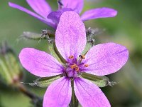 Erodium malacoides 24, Saxifraga-Sonja Bouwman  Malvereigersbek, Mallow-leaved stork's bill - Erodium malacoides - Geraniaceae familie; Sagres (Pt)