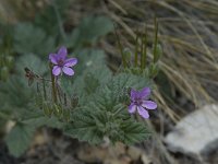 Erodium malacoides 4, Saxifraga-Willem van Kruijsbergen