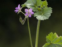 Erodium malacoides 7, Saxifraga-Jan van der Straaten