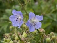 Erodium manescavi 2, Saxifraga-Jan van der Straaten