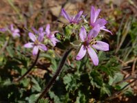 Erodium moschatum 2, Muskusreigersbek, Saxifraga-Ed Stikvoort