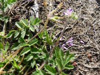 Erodium moschatum 5, Muskusreigersbek, Saxifraga-Rutger Barendse