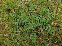 Erodium moschatum 7, Muskusreigersbek, Saxifraga-Ed Stikvoort