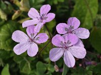 Erodium primulaceum