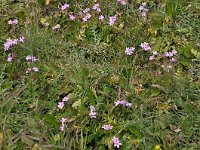 Erodium primulaceum 3, Saxifraga-Harry Jans