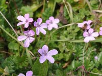 Erodium primulaceum 4, Saxifraga-Harry Jans