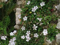 Erodium reichardii 4, Saxifraga-Rutger Barendse