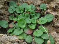 Erodium reichardii 5, Saxifraga-Rutger Barendse