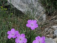 Erodium rodiei 2, Saxifraga-Jeroen Willemsen