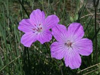 Erodium rodiei 3, Saxifraga-Jeroen Willemsen