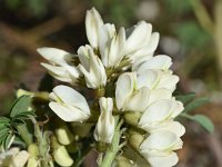 Erophaca baetica 22, Saxifraga-Sonja Bouwman  Iberian milk-vetch - Erophaca baetica, Astragalus lusitanicus - Fabaceae familie; Vale da Telha, Sagres, Cabo de Sao Vicente (Pt)