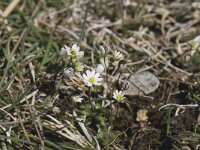 Erophila verna 10, Vroegeling, Saxifraga-Willem van Kruijsbergen