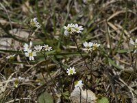 Erophila verna 11, Vroegeling, Saxifraga-Willem van Kruijsbergen