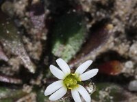 Erophila verna 15, Vroegeling, Saxifraga-Rutger Barendse