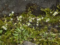 Erophila verna 20, Vroegeling, Saxifraga-Willem van Kruijsbergen