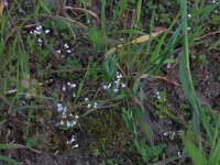 Erophila verna 22, Vroegeling, Saxifraga-Hans Boll