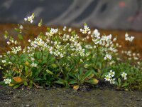 Erophila verna 26, Vroegeling, Saxifraga-Ed Stikvoort