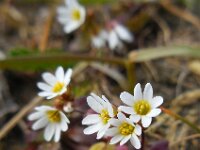 Erophila verna 27, Vroegeling, Saxifraga-Ed Stikvoort