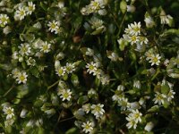 Erophila verna 3, Vroegeling, Saxifraga-Jan van der Straaten