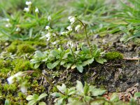 Erophila verna 31, Vroegeling, Saxifraga-Rutger Barendse