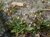 Erophila verna 4, Vroegeling, Saxifraga-Willem van Kruijsbergen