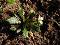 Erophila verna 43, Vroegeling, Saxifraga-Rutger Barendse