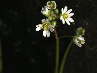 Erophila verna 5, Vroegeling, Saxifraga-Jan van der Straaten