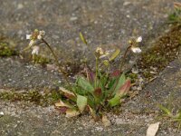 Erophila verna 8, Vroegeling, Saxifraga-Willem van Kruijsbergen