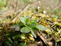 Erophila verna ssp verna 51, Vroegeling, Saxifraga-Rutger Barendse