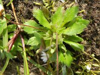 Erophila verna ssp verna 52, Vroegeling, Saxifraga-Rutger Barendse