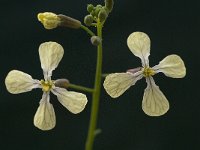 Eruca vesicaria 10, Zwaardherik, Saxifraga-Willem van Kruijsbergen