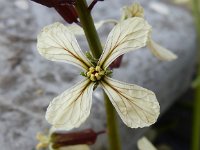 Eruca vesicaria 14, Zwaardherik Saxifraga-Peter Meininger