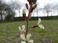 Eruca vesicaria 16, Zwaardherik, Saxifraga-Rutger Barendse