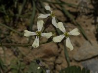 Eruca vesicaria 2, Zwaardherik, Saxifraga-Jan van der Straaten