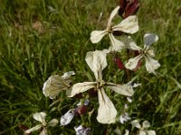 Eruca vesicaria 24, Zwaardherik, Saxifraga-Ed Stikvoort