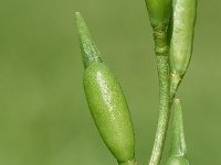 Eruca vesicaria 30, Zwaardherik, Saxifraga-Sonja Bouwman  655. Zwaardherik - Eruca vesicaria - Brassicaceae familie (zw)