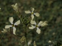 Eruca vesicaria 7, Zwaardherik, Saxifraga-Willem van Kruijsbergen