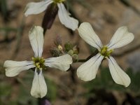 Eruca vesicaria 8, Zwaardherik, Saxifraga-Willem van Kruijsbergen