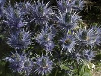 Eryngium alpinum 10, Saxifraga-Willem van Kruijsbergen