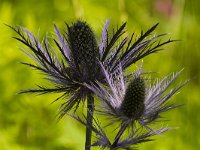 Alpendistel  Alpendistel - Eryngium alpinum