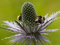 Alpendistel  Alpendistel - Eryngium alpinum