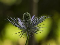 Alpendistel  Alpendistel - Eryngium alpinum