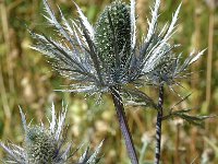 Eryngium alpinum 2, Saxifraga-Jan van der Straaten