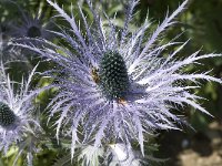 Eryngium alpinum 4, Saxifraga-Jan van der Straaten