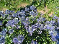 Eryngium alpinum 6, Saxifraga-Jasenka Topic