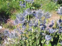 Eryngium alpinum 7, Saxifraga-Jasenka Topic