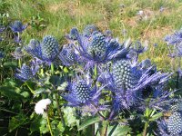 Eryngium alpinum 8, Saxifraga-Jasenka Topic